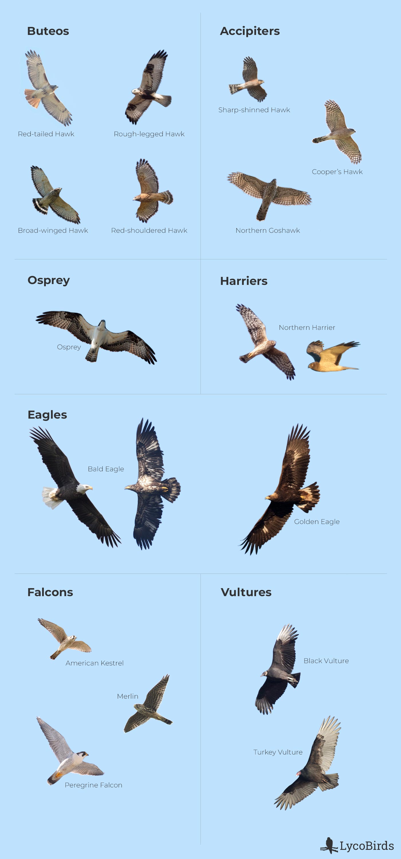 Raptor Family Comparison Chart: Buteos, Accipiters, Osprey, Harriers, Eagles, Falcons, and Vultures