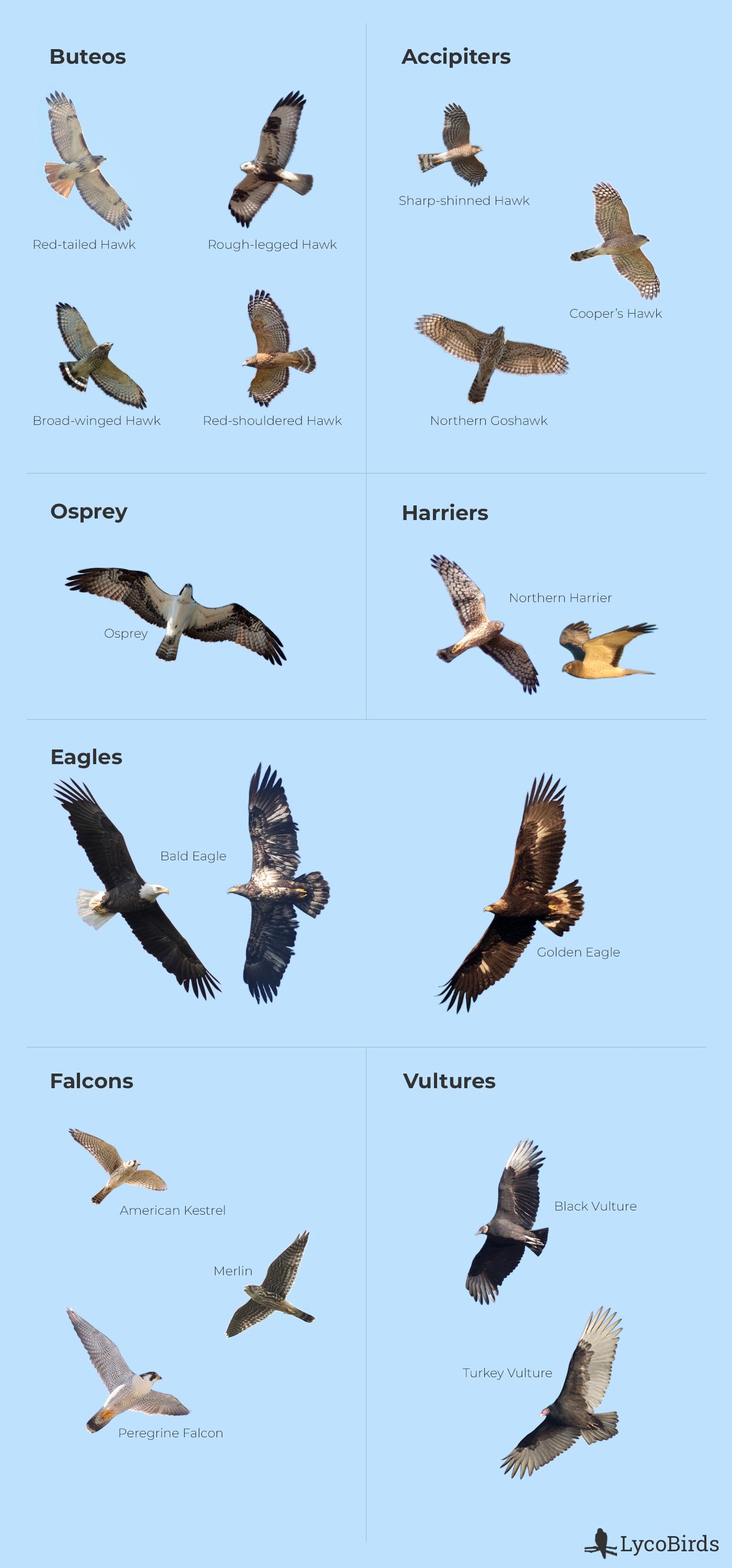 Raptor Identification In Flight Insiderpuj Raptor Identification In Flight Insiderpuj
