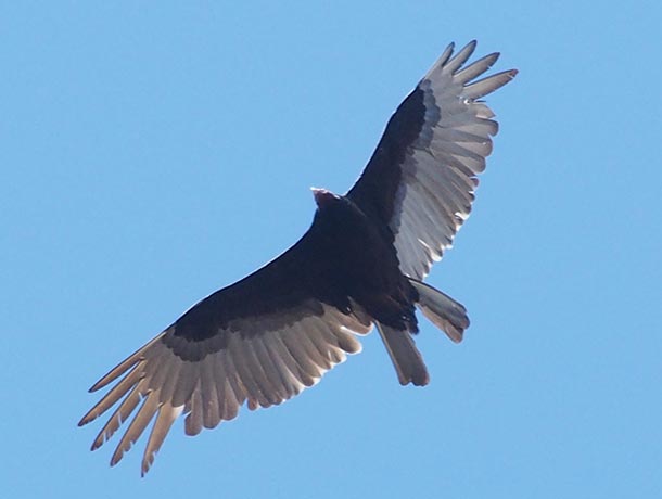 Turkey Vulture showing a forked tail