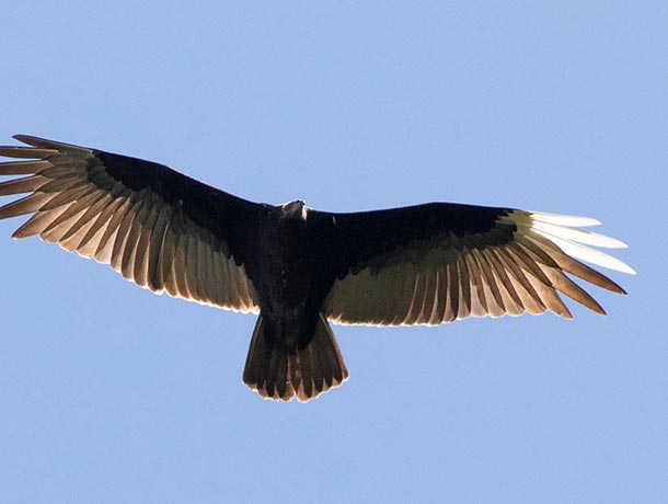 Turkey Vulture with a few pure white outer primaries on its left wing