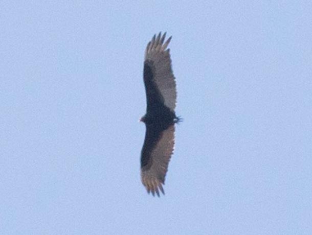 A tailless Turkey Vulture