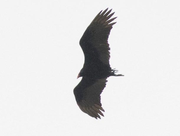 Another Turkey Vulture with barely any tail