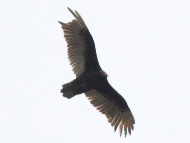 Turkey Vulture with missing primaries in the right wing