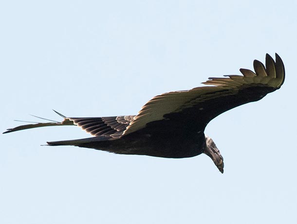 A normal Turkey Vulture carrying something, making the head look larger than normal