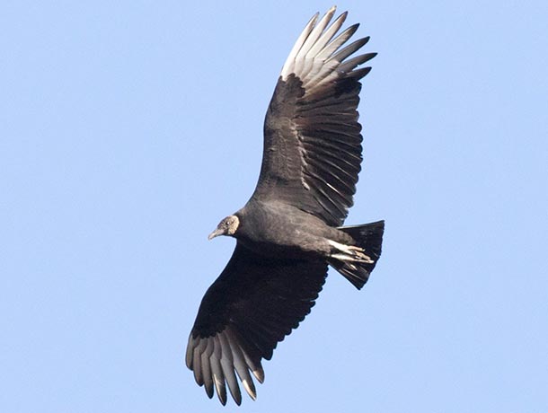 Black Vultures have very dark plumage overall, except for silvery wingtips