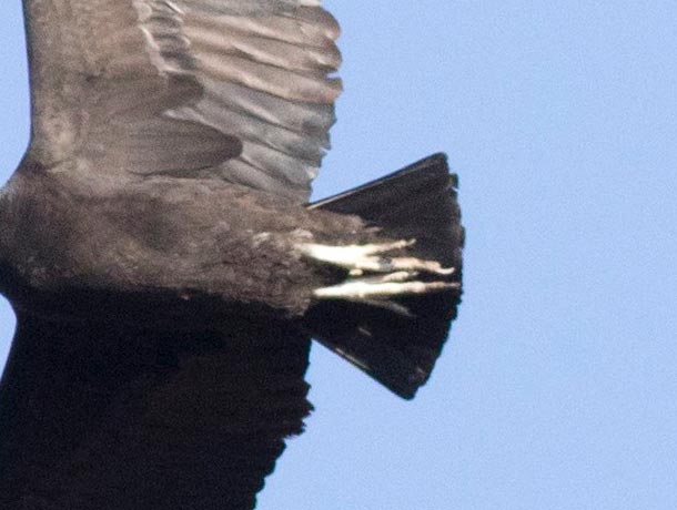 Black Vulture tails are short and dark, and often have a wedge-shaped appearance