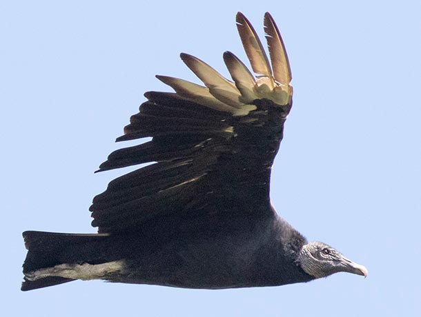 Black Vultures have a dark head, black body, silvery wingtips, and a short tail