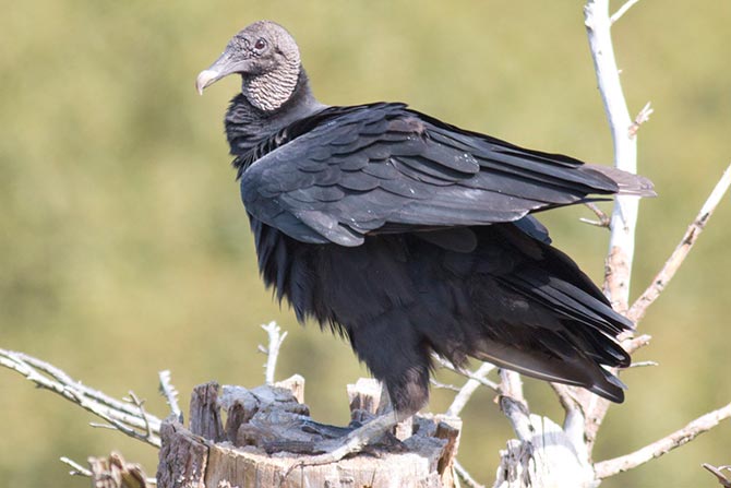 Black Vulture perched