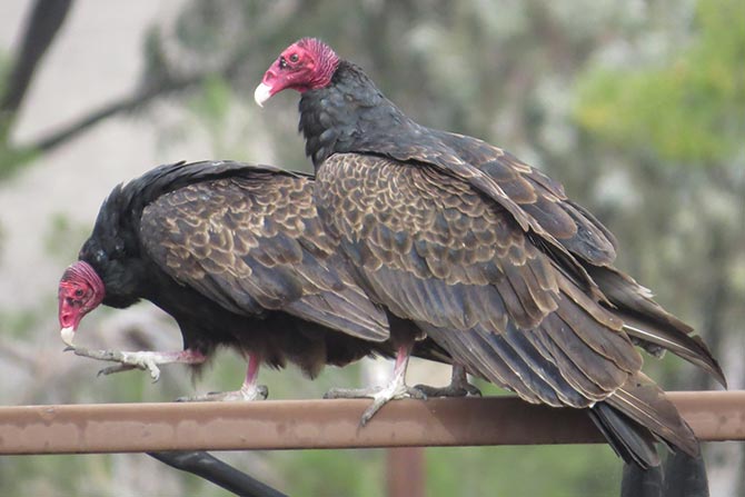 Turkey Vultures perched