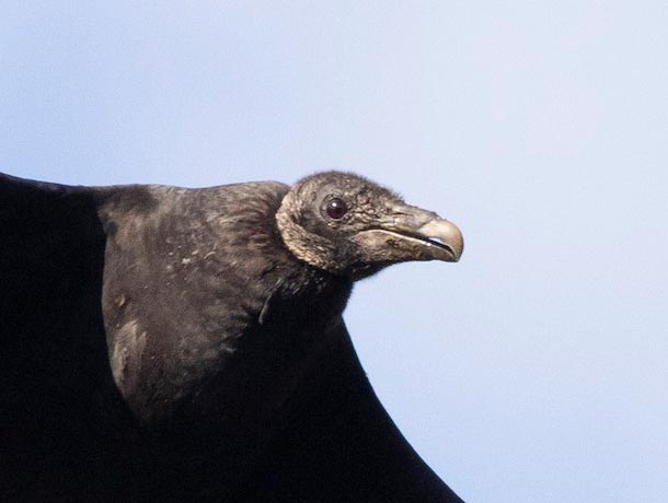 Black Vulture, close up of head