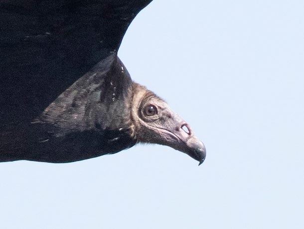 Juvenile Turkey Vulture, close up of head