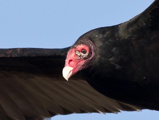 Turkey Vulture, close up of head