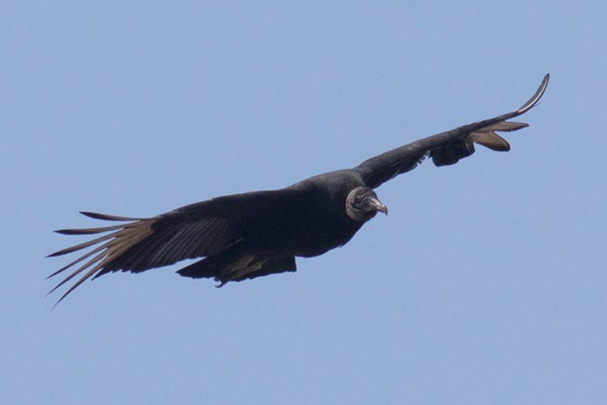 Black Vulture, example of flight posture