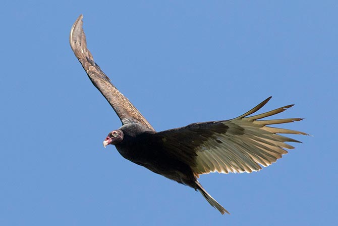 Turkey Vulture, example of flight posture