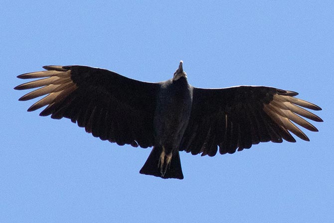 Black Vulture, example of overhead shape