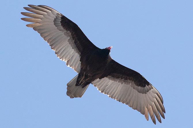 Turkey Vulture, example of overhead shape
