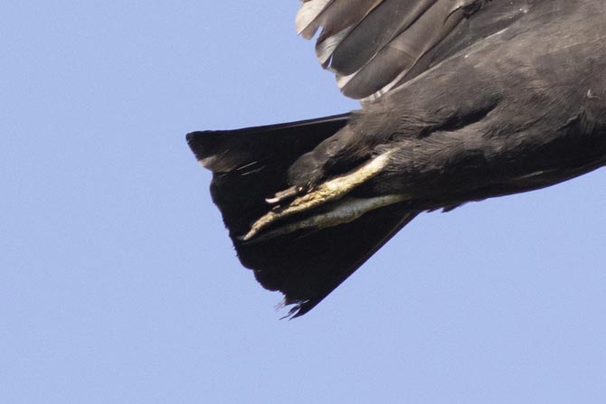 Black Vulture, closeup of tail