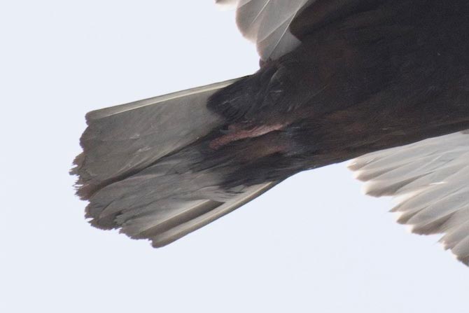 Turkey Vulture, closeup of tail