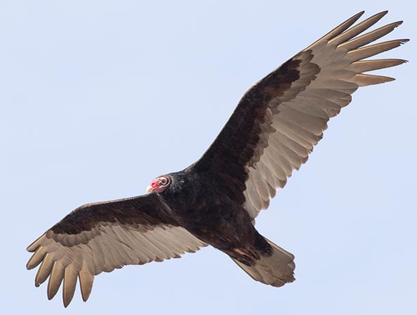 Turkey Vultures have dark body and underwing coverts but the flight feathers are silvery