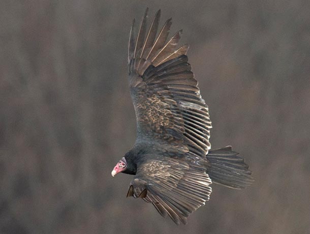 The upperside of Turkey Vultures is more uniformly dark than the underside, with primarily black and brown, and lacking the silvery color seen on the underside