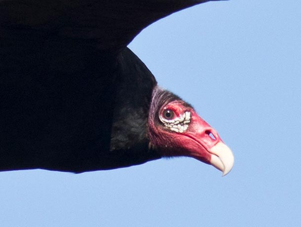 As they mature, Turkey Vultures gain a reddish head and pale gray/white bill