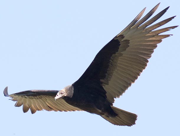 Young Turkey Vultures have gray heads and often have a cleaner wing appearance