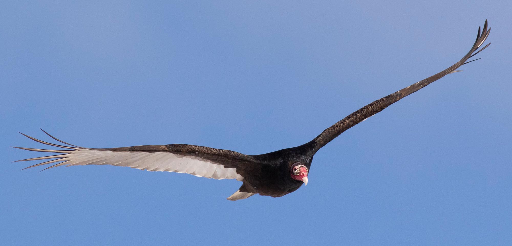 Example of typical Turkey Vulture posture