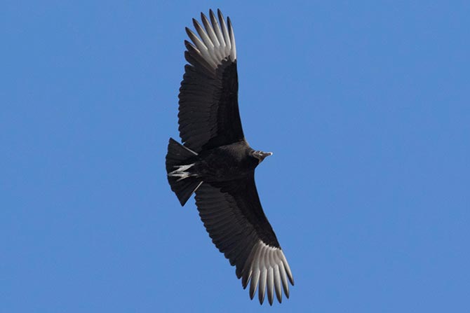 Black Vulture soaring