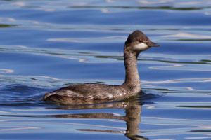 Eared Grebe - 9/12/2016, Rose Valley Lake &copy; Bill Snyder
