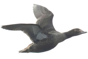 King Eider - 12/4/2016, Rose Valley Lake &copy; David Brown