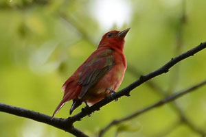 Summer Tanager - 5/8/2016, Canfield Island &copy; Steve Pinkerton