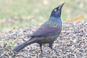 Common Grackle - 2/24/18, Montoursville &copy; Bobby Brown