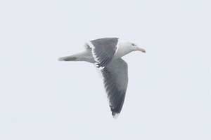 Great Black-backed Gull - 1/21/18, Williamsport Dam &copy; Bobby Brown