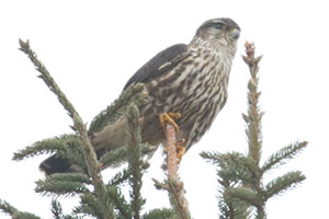 Merlin - 2/16/18, Pennsdale &copy; Bobby Brown