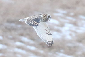 Short-eared Owl - 1/7/18, Mill Hill Rd. &copy; Bobby Brown