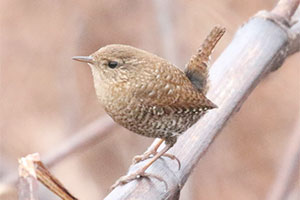 Winter Wren - 2/25/18, Mill St. &copy; Bobby Brown