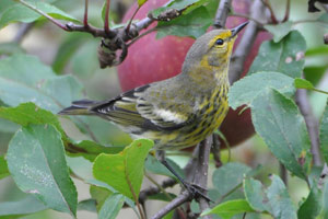 Cape May Warbler - 9/17/17, Rose Valley Lake &copy; Steve Pinkerton