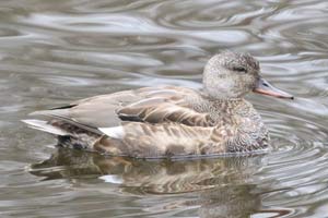 Gadwall - 11/12/17, Indian Park &copy; Bobby Brown