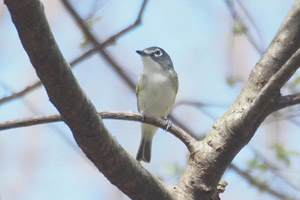 Blue-headed Vireo - 4/16/17, Mill St. &copy; Bobby Brown