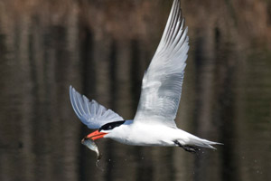 Caspian Tern - 4/11/17, Rose Valley Lake © David Brown
