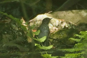 Gray-cheeked Thrush - 5/19/17, Skyline Dr. &copy; Bobby Brown