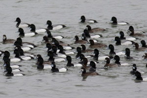 Greater Scaup - 3/10/17, Williamsport Dam &copy; David Brown