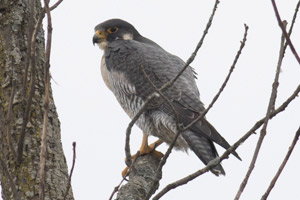 Peregrine Falcon - 3/20/17, Williamsport Dam &copy; David Brown