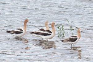 American Avocets - 7/14/17, Williamsport Dam &copy; David Brown