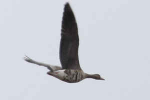 Greater White-Fronted Goose - 11/22/17, Indian Park &copy; Bobby Brown