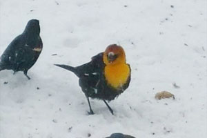 Yellow-headed Blackbird - 3/15/17, Montgomery &copy; Mark Hull