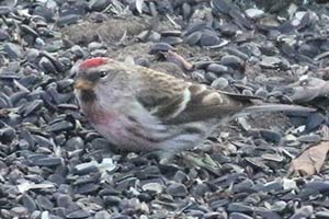 Common Redpoll - 12/9/18, Eldred Twp. &copy; Bobby Brown