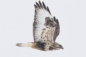Rough-legged Hawk - 2/3/19, near Elimsport &copy; David Brown