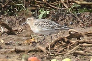Baird's Sandpiper - 9/18/18, Nisbet &copy; Bobby Brown