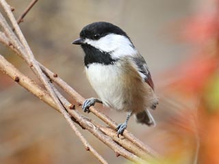 Black-capped Chickadee - 11/4/18, Williamsport Water Authority &copy; Bobby Brown